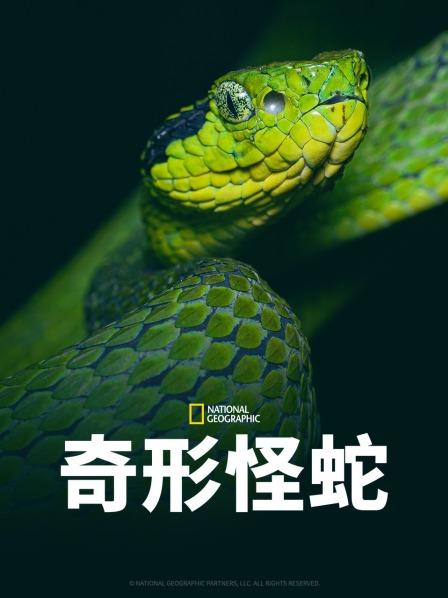 禁番动漫《奇形怪蛇》免费在线观看